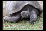 Giant tortoise at Isla Santa Cruz, Galapagos Islands, Ecuador