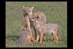 Golden jackal parent with two pups, Ngorongoro Crater, Tanzania