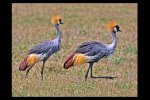 Grey Crowned Crane, Ngorongoro Crater, Tanzania