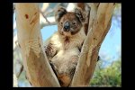 Koala in red gum tree at Kangoroo Island, S. Australia