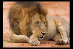 Lion at Ruaha NP, Tanzania