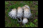 Shaggy mane mushrooms, Orono, Maine, USA
