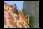 Yellow-billed Oxpecker immature & adult on giraffe, Ruaha NP, Tanzania